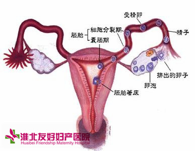 有了宫外孕的症状怎么办