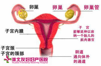 女性如何区分慢性盆腔炎与急性盆腔炎